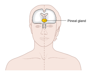 pinealgland